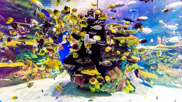 Ripley’s Aquarium of Canada em Toronto Ripley’s Aquarium of Canada em Toronto