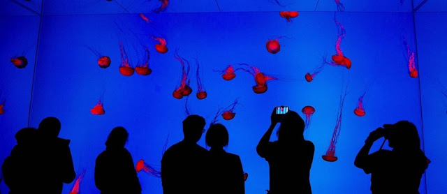 Ripley’s Aquarium of Canada em Toronto Ripley’s Aquarium of Canada em Toronto