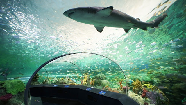 Ripley’s Aquarium of Canada em Toronto